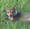Louise - Loving Puppy!