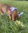 Louise - Loving Puppy!