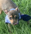 Louise - Loving Puppy!