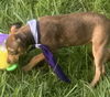Louise - Loving Puppy!