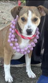 adoptable Dog in , NJ named Cagney - Cute as a button!