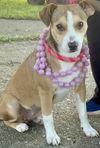 Cagney - Cute as a button!