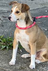 Cagney - Cute as a button!
