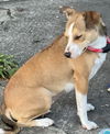 Cagney - Cute as a button!
