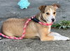 Cagney - Cute as a button!