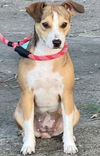Cagney - Cute as a button!