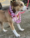Cagney - Cute as a button!