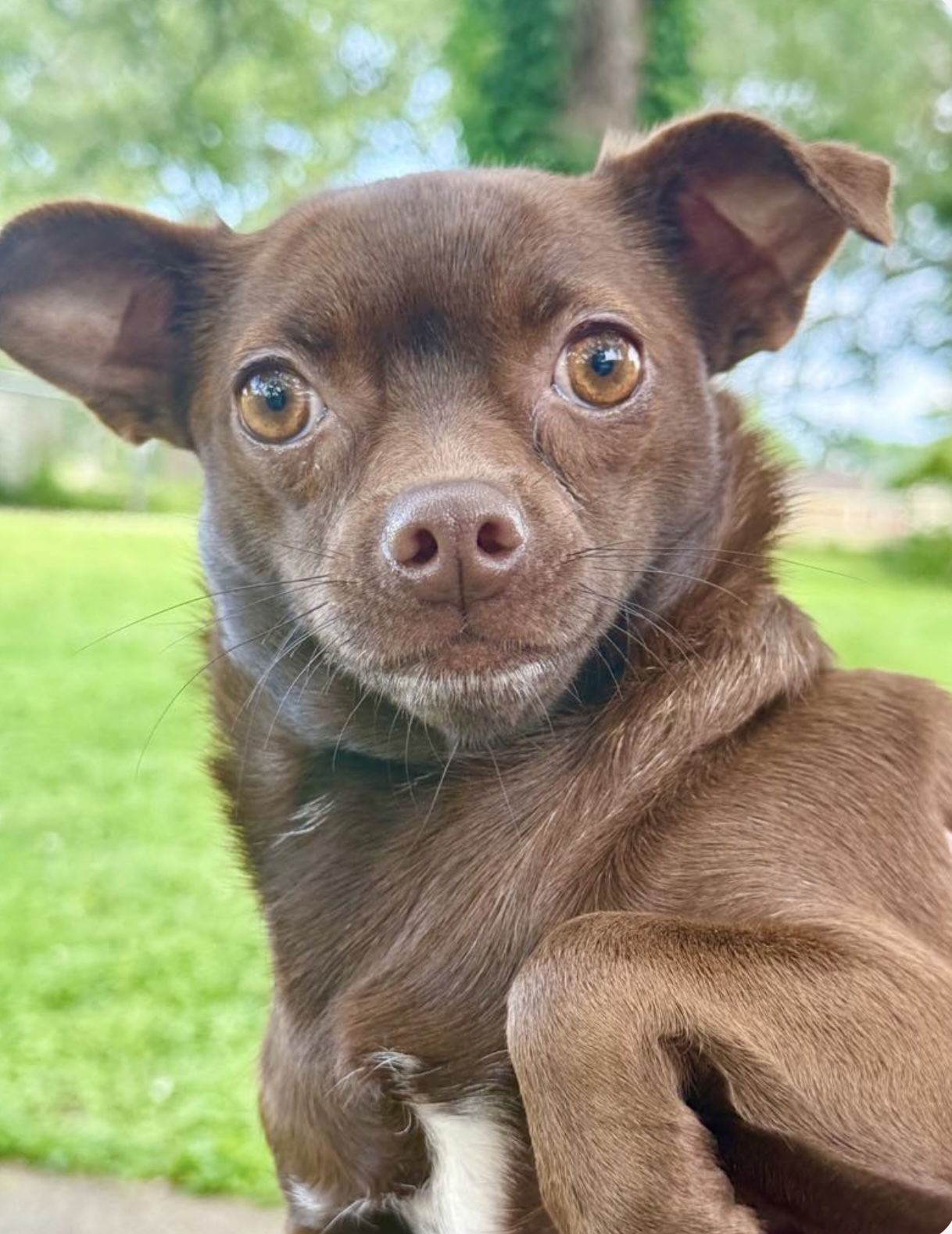 adoptable Dog in Oakhurst, NJ named Precious - Pretty Pup!