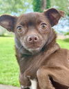 Precious - Pretty Pup!