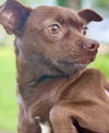 Precious - Pretty Pup!