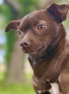 Precious - Pretty Pup!