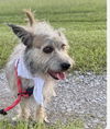 Scrappy - Super Cute!