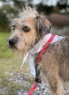 Scrappy - Super Cute!