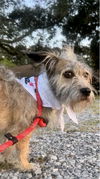 Scrappy - Super Cute!