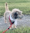 Scrappy - Super Cute!