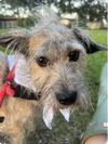Scrappy - Super Cute!