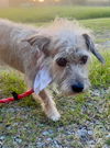 Scrappy - Super Cute!