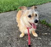 Winston - What a cutie!