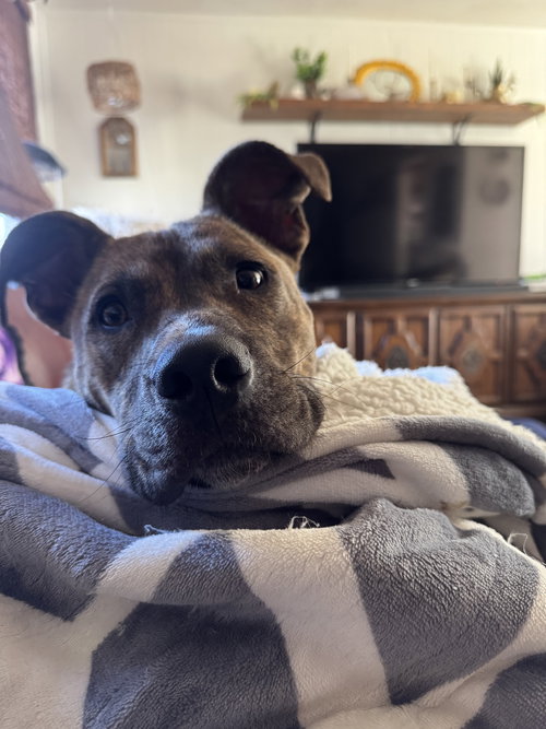 CHET - CHARMING BOY - Plott Hound available for adoption