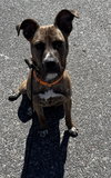Chet - Charming Boy - Photo 2