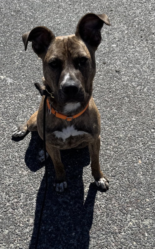 CHET - CHARMING BOY - Plott Hound available for adoption