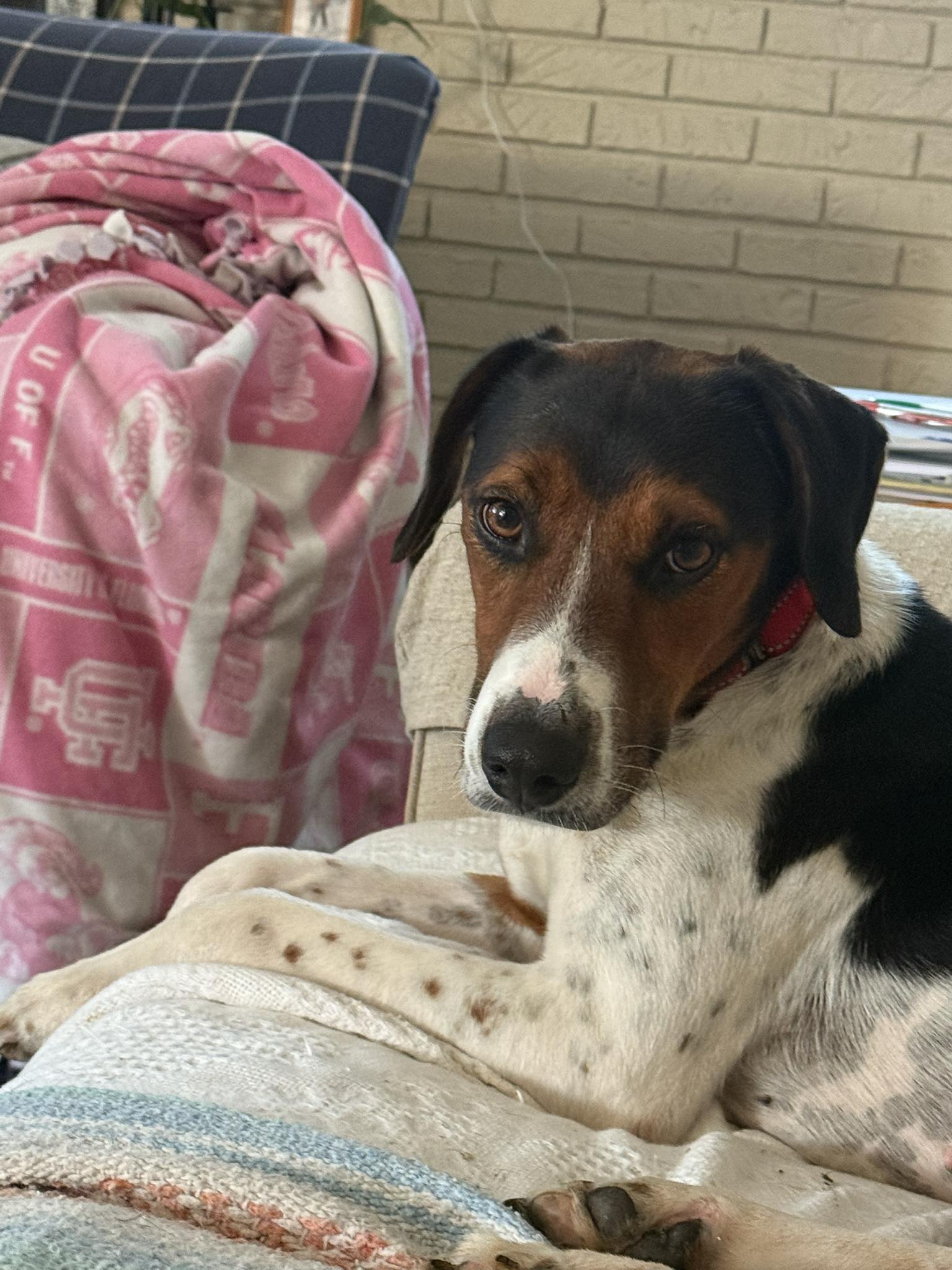Hound