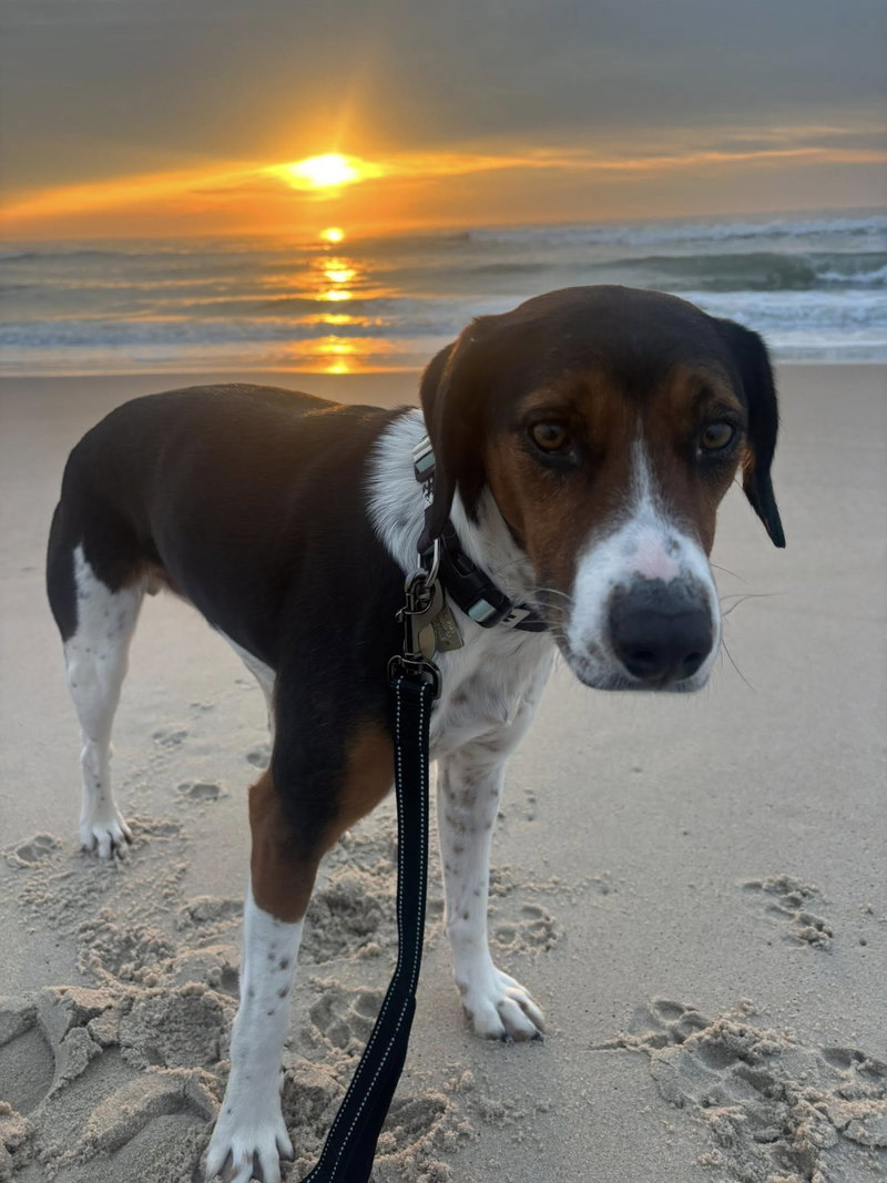 Gus