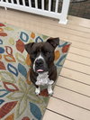 Spade - Photo 4