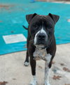 Spade - Photo 2