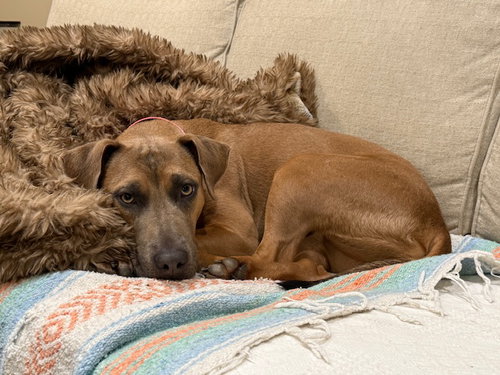 ALYSSA-HEART OF GOLD - Mountain Cur available for adoption