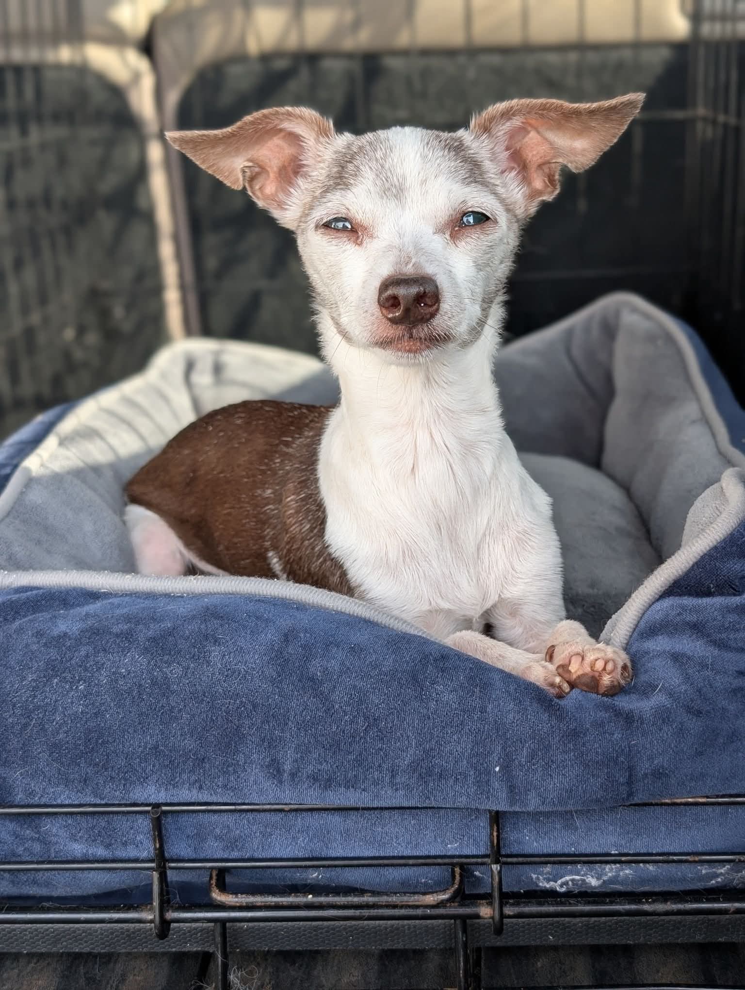 Yaya - Adoption pending