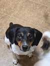Buddy - NO MORE APPLICATIONS PLEASE - Photo 1