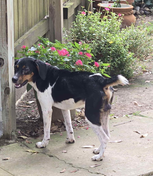 BUDDY - NO MORE APPLICATIONS PLEASE - Beagle / Hound available for adoption
