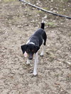 Buddy - NO MORE APPLICATIONS PLEASE - Photo 3