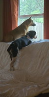 Buddy - NO MORE APPLICATIONS PLEASE - Photo 4