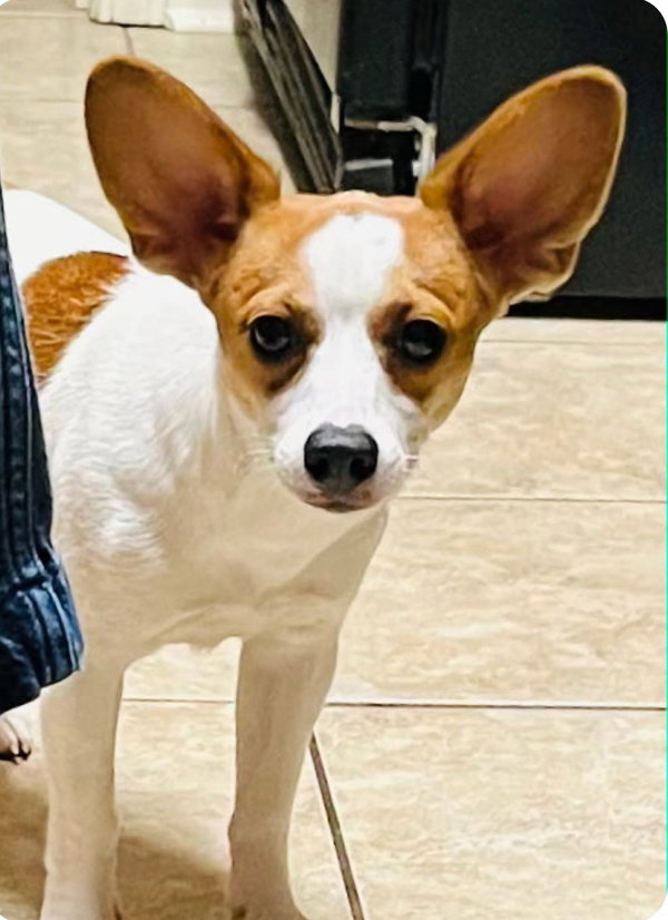 Lillie - ADOPTION PENDING!