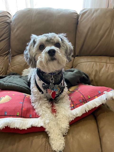 Ramsey - Adoption Pending