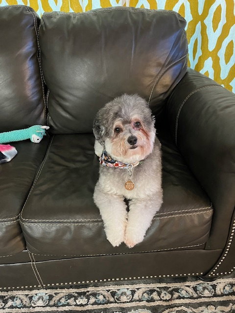 Ramsey - Adoption Pending