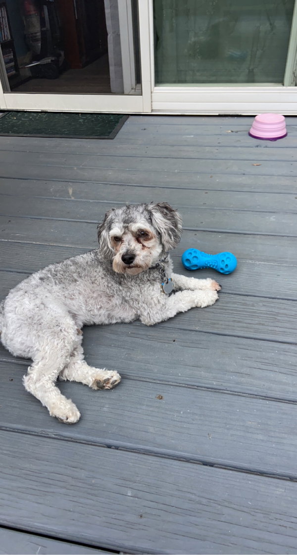 Ramsey - Adoption Pending