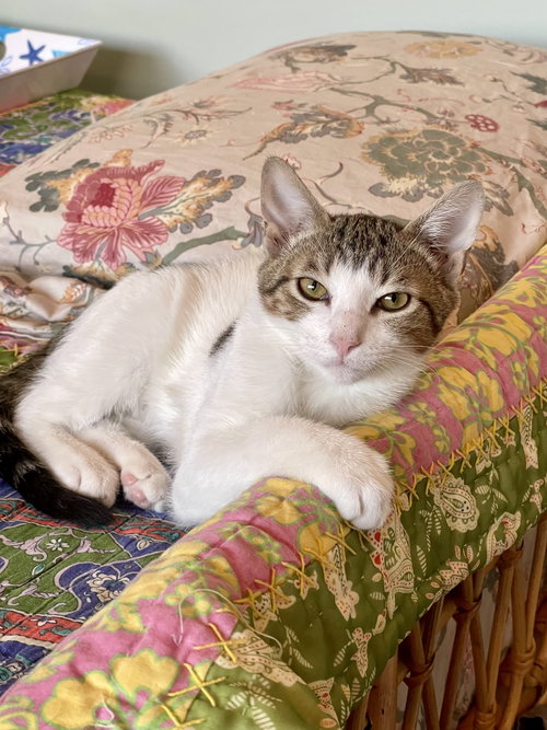TEDDY - Domestic Short Hair available for adoption
