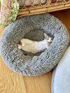 TEDDY - Photo 4