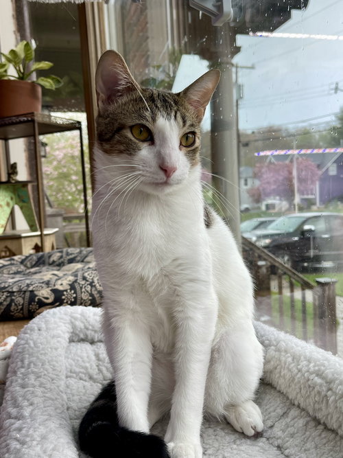 TEDDY - Domestic Short Hair available for adoption