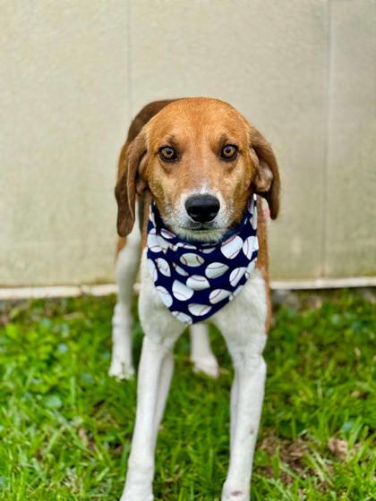 BOBBY- BEST FRIEND MATERIAL! - Hound available for adoption