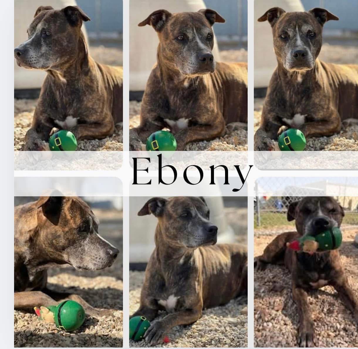 Ebony- SWEET SENIOR PRINCESS