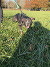 Ollie - Big Goofball - Photo 7