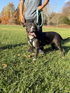 Ollie - Big Goofball - Photo 8