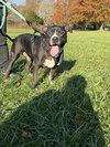 Ollie - Big Goofball - Photo 6