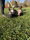 Ollie - Big Goofball - Photo 9