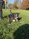 Ollie - Big Goofball - Photo 5