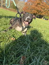 Ollie - Big Goofball - Photo 4